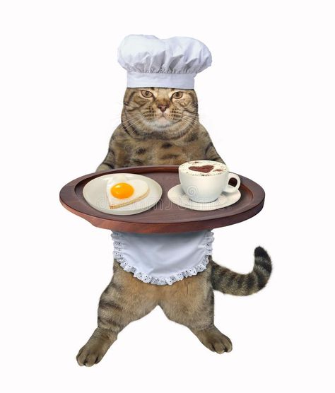 Coffee Stock, Image Chat, Silly Cats Pictures, Cat Icon, Silly Animals, Silly Cats, Fried Egg, 귀여운 동물, Animal Memes