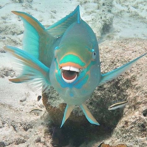 #smile  and the whole #world #smiles with you!  #happy #wacky #Wednesday ----------- Show us some teeth! Send us your best 'pearly white' snaps to smiles@diviresorts.com or tag #DiviSmiles or submit online: http://ift.tt/2zAjRxm ----------- #caribbean #fish #toothy #teeth #islands #vacation #photosnaps #photos #photography #pictures #selfies Pictures Selfies, Caribbean Fish, Smiling Fish, Parrot Fish, Wacky Wednesday, Guppy Fish, Undersea World, Cool Fish, Cute Fish