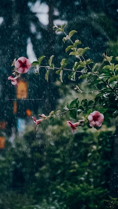 Rainy Season Photos, Rainy Photography, Nostalgia Photography, Nature Photography Quotes, Bangalore City, Seasons Photography, Weather Quotes, Rainy Day Aesthetic, Pretty Henna Designs