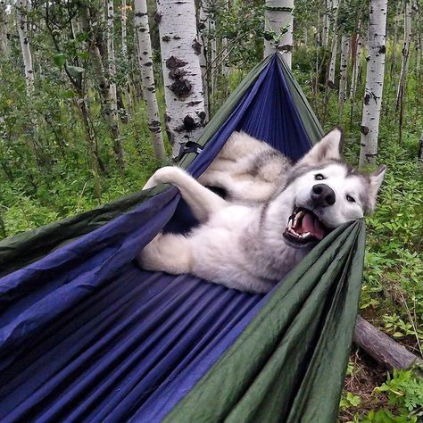 Kelly Lund and his best friend Loki the Wolfdog are on a mission to inspire...Read More » Colorado Camping, Love My Dog, Husky Mix, A Husky, Dog Adventure, Camping Outdoors, Wolf Dog, Camping Ideas, Cane Corso