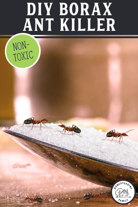 Ant Deterrent Diy, Ant Killer Borax, Borax Ant Killer, Ant Killer Natural, Ant Deterrent, Ants Repellent Diy, Diy Insect Repellent, Borax For Ants, Natural Bug Killer