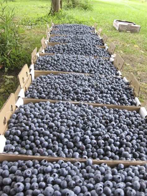 Pick Your Own — Adam's Berry Farm Pick Your Own Berry Farm, Strawberries And Raspberries, Farm Inspiration, Book Mood, Blueberry Farm, Whats In Season, Future Farms, Organic Blueberries, Berry Farm