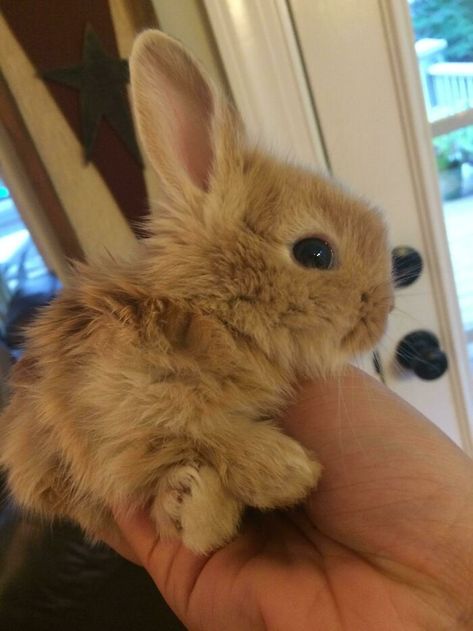 Mother-In-Law's Rabbits Had Some Fluffy Bunnies Recently Bunnies Pictures, Fluffy Bunnies, Cutest Bunny Ever, Pet Goat, Foo Foo, Tattoo Nature, Rabbit Drawing, Bunny Cages, Small Rabbit