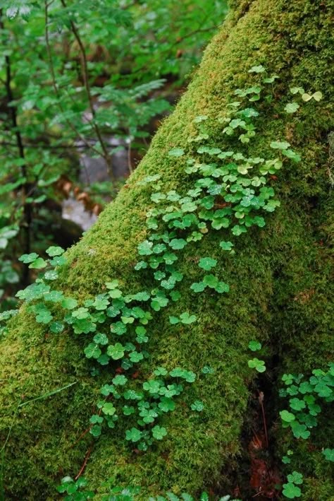 Verdant Sanctuary — Burrator Woods Dartmoor, 2010 Moss And Lichen, Nature Reference, Wood Sorrel, Forest Moss, Lichen Moss, Forest Plants, Moss Garden, Vivarium, Forest Floor