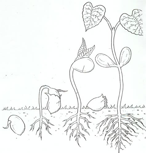 Life Cycle Coloring Page of a Seed to Plant A Flower Life Cycle Preschool, Plants Life Cycle Activities, Life Cycles Kindergarten, Plant Life Cycle Worksheet, Planting Flowers From Seeds, Life Cycles Preschool, Flower Life Cycle, Plants Kindergarten, Plant Lessons