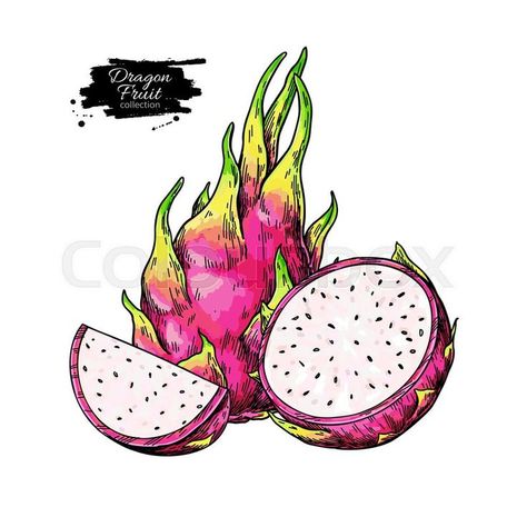 Dragon Fruit Drawing, Dragon Fruit Vector, Juice Packaging Design, Packaging Design Illustration, Botanical Art Drawing, Fruit Doodle, Dragon Fruit Plant, Fruit Sketch, Fruit Art Drawings