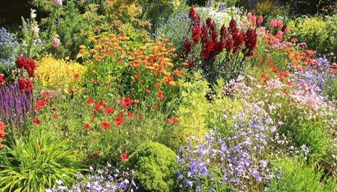 Zone 8 Plants, Plants For Planters, June Flower, Flower Bed Designs, Plant Zones, Plant Seedlings, Best Plants, Cut Flower Garden, Garden Pictures