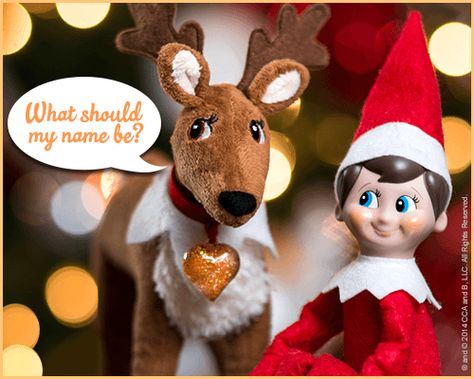 THE ELF ON THE SHELF~ Elf Pets™ Reindeer | Elf on the Shelf Names Reindeer Pet, Elf Pets, Reindeer Names, Elf Kit, Elf Magic, Awesome Elf On The Shelf Ideas, Elf Props, Mini Doodle, Christmas Night