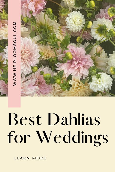 Our Favorite Dahlias for Wedding Designs — Heirloom Soul Florals Wedding Bouquet With Dahlias, Dahlia Wedding Centerpieces, Dahlia Flower Bouquet, Dahlia Bridal Bouquet, How To Grow Dahlias, Dahlia Wedding Bouquets, Grow Dahlias, Dahlia Wedding, Burgundy Dahlia