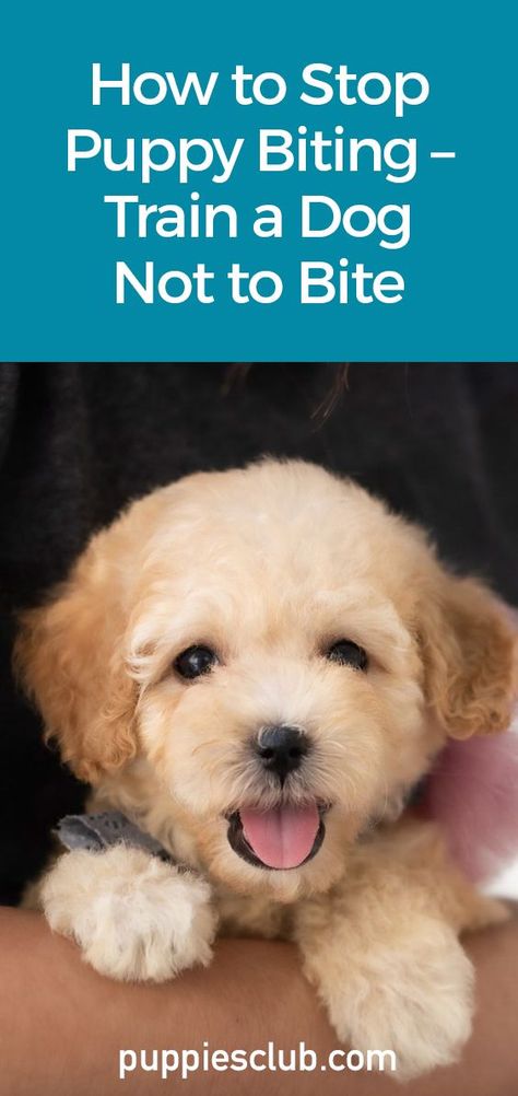 How to Stop Puppy Biting - Train a Dog Not To Bite Lab Puppy Training, Stop Dog From Biting, Stop Puppy Biting, Stop Dog Jumping, Dog Commands Training, Dog Digging, Chocolate Lab Puppy, Puppy Training Biting, Dog Bad