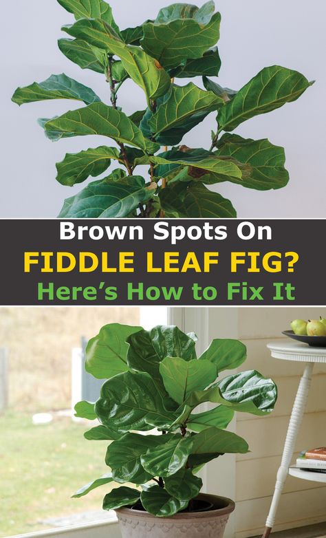 Large Fiddle Leaf Tree Living Room, Brown Spots On Fiddle Leaf Fig, Ficus Tree Indoor, Fiddle Fig Tree, Fiddle Leaf Tree, Large Indoor Plants, Fig Plant, Indoor Tree, Tree Planters