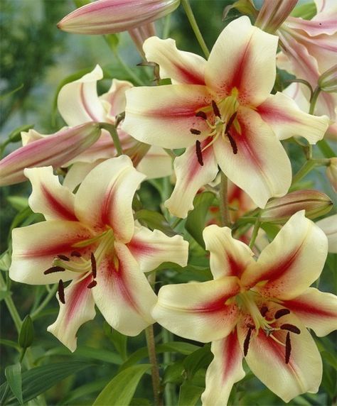 Orienpet Lily Lavon, I got this for me and my sista, she is a tree lily Tree Lily, Trumpet Lily, Pink Lilies, Flower Bulb, Lily Garden, Strange Flowers, Asiatic Lilies, Flower Bulbs, Flower Therapy