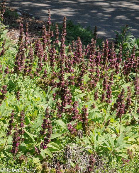 Hummingbird sage - Inland Valley Garden Planner Hummingbird Sage, Understory Plants, Potted Garden, Hummingbird Plants, Sage Plant, Woodland Plants, Deep Magenta, Waterwise Garden, Native Plant Gardening