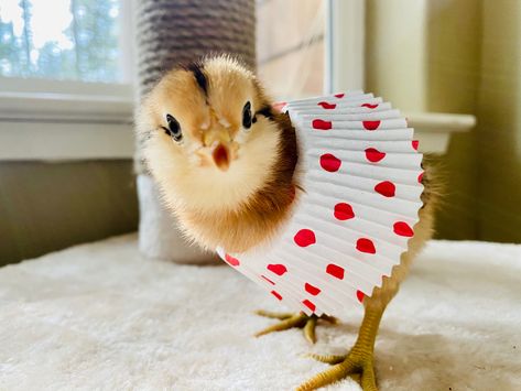 Baby chick in a tutu Baby Chick Photoshoot, Chick Photo Shoot, Baby Chicks Photography, Chicken Photos, Chicken Yard, Angry Baby, Coop Ideas, Baby Chickens, Baby Chick