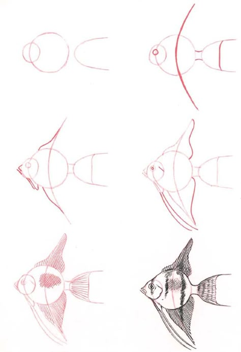 Learn to draw: Fantailed Fish - Graphic / Illustration - Art Tutorial Drawn Fish, Fish Graphic, Graphic Arts Illustration, Fish Drawings, 50 Plus, Art Et Illustration, Art Instructions, Art And Illustration, Drawing Lessons