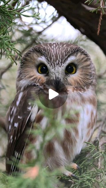 Animal Reference Photos, Planet Photo, Nikon Z9, Saw Whet Owl, Eye Spy, Animal Reference, Owl Bird, Reference Photos, Owls