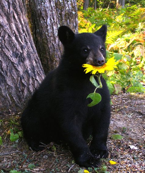 Adorable Lucky the Black Bear.    North American Bear Center Black Bear Cub, Bear Pictures, Bear Cubs, Cute Animal Pictures, Sweet Animals, Animal Planet, Black Bear, Animal Photo, Cute Bears