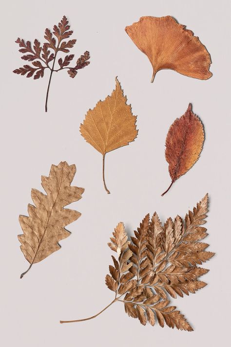 Leaves With White Background, Dry Leaves Aesthetic, Dried Leaves Art, Dried Flowers Aesthetic, Aesthetic Leaf, Aesthetic Leaves, Dry Leaf Art, Leaves Aesthetic, Art Yarn Weaving