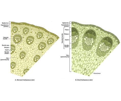 Veterinary Anatomy, Biology Plants, General Biology, Plant Physiology, Wildlife Illustration, Biology Resources, Microscopic Photography, Study Biology, Plant Structure