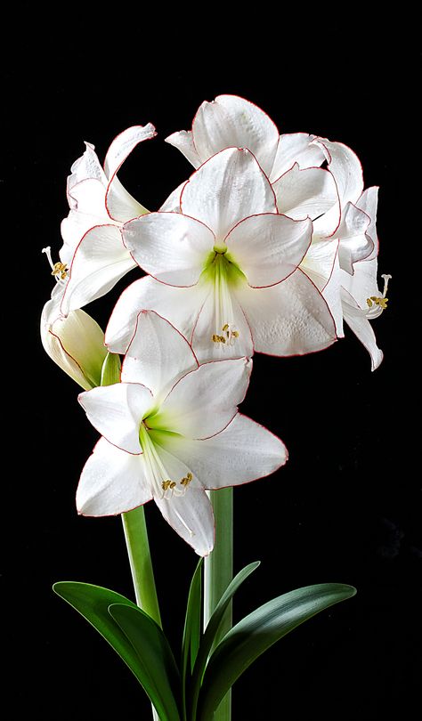 https://flic.kr/p/sdNtqy | Amaryllis Picotee Amaryllis Flowers, Amaryllis Bulbs, Tulips Flowers, Exotic Flowers, Flowers Nature, Flower Photos, Flower Pictures, Amazing Flowers, Love Flowers