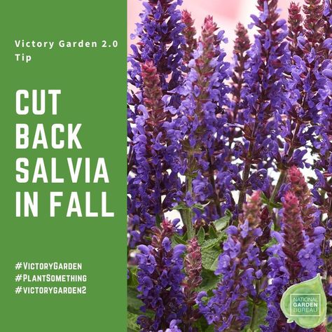 Fall Care Tip - Be sure to remove all Salvia foliage after it turns brown in the fall to promote healthy new growth the following spring. Salvia nemorosa are super hardy and it is unnecessary to mulch in the fall as it may cause disease when the plant emerges in the spring Purple Salvia Perennials, Rockin Deep Purple Salvia, Salvia Sclarea Plant, Mexican Sage, Salvia Purple Rain, Meadow Sage, Salvia Plants, Purple Salvia, Salvia Nemorosa