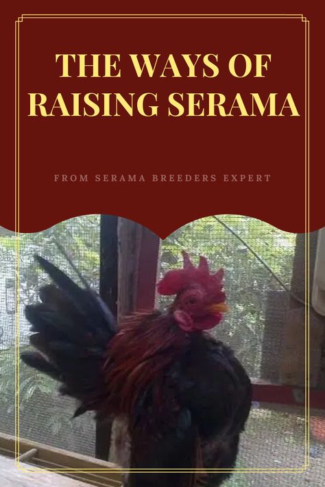 Serama Chicken Coop, Serama Chicken, Small Chicken, Chicken Breeds, Hobby Farms, Chicken Coop, Coop, Chicken