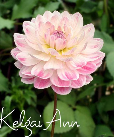 Dahlia Kelgai Ann, Kelgai Ann Dahlia, Garden Bulbs, Unique Trees, Flower Background Wallpaper, Dahlia Flower, Romantic Flowers, Flowers Perennials, Digital Flowers