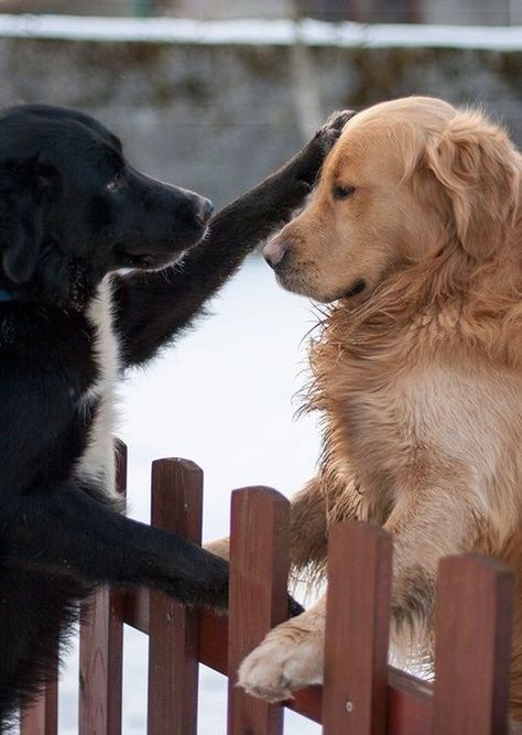 Golden Retriever Mix, Airedale Terrier, Two Dogs, Appaloosa, The Fence, Quarter Horse, Golden Retrievers, Basset Hound, Sweet Animals