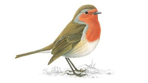 Robin Robin Tattoo, Robin Red Breast, Robin Birds, Bird Coloring, Bird Facts, Robin Redbreast, Bird Images, British Birds, Bird Coloring Pages