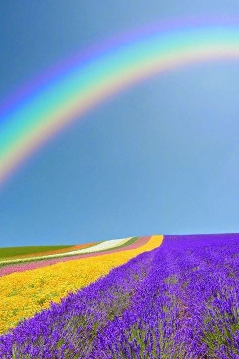 25 Incredible Places That Potray The Fairytale, Colorful World We Live In Pictures Of Spring Flowers, Rainbow Photography, Lavender Field, Jolie Photo, Beautiful Rainbow, Beautiful Sky, Photography Design, Flower Pictures, A Rainbow