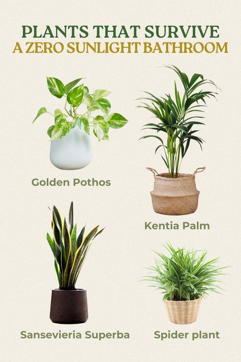 Bathroom Plants No Sunlight, Indoor Plants Bathroom, Indoor Tree Plants, Home With Nature, Green Community, Bathroom Flowers, Easy House Plants, Indoor Tree, Household Plants