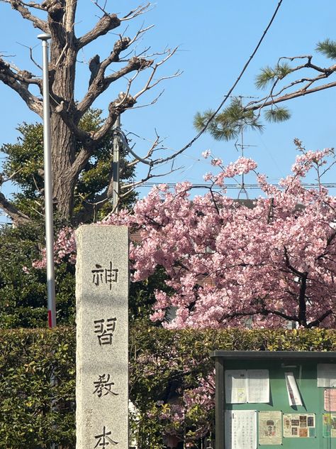 sakura season #japan #sakura Sakura Season Japan, Tokyo Sakura, Sakura Season, Japan Sakura, Japan Travel, Tokyo, Japan, Photography