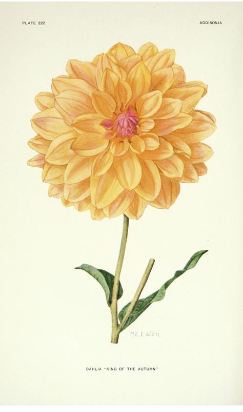 Dazzling Dahlias – 39 in a series – Dahlia “King Of The Autumn” via Biodiversity Heritage Library Scrapbook Prints, Flower Dahlia, Orange Dahlia, Piskel Art, Illustration Botanique, Vintage Printable, Vintage Botanical Prints, Images Vintage, Botanical Painting