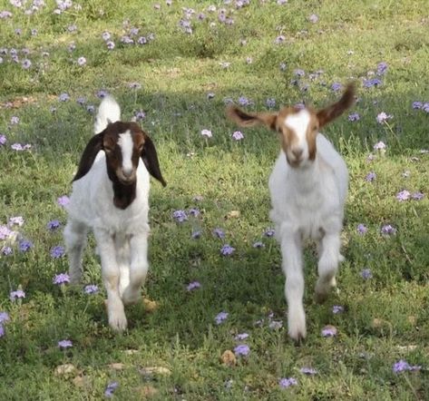 Urban Exploring, Cottage Core Aesthetic, Baby Goats, Cottagecore Aesthetic, + Core + Aesthetic, Cute Creatures, The Grass, Nature Aesthetic, 귀여운 동물