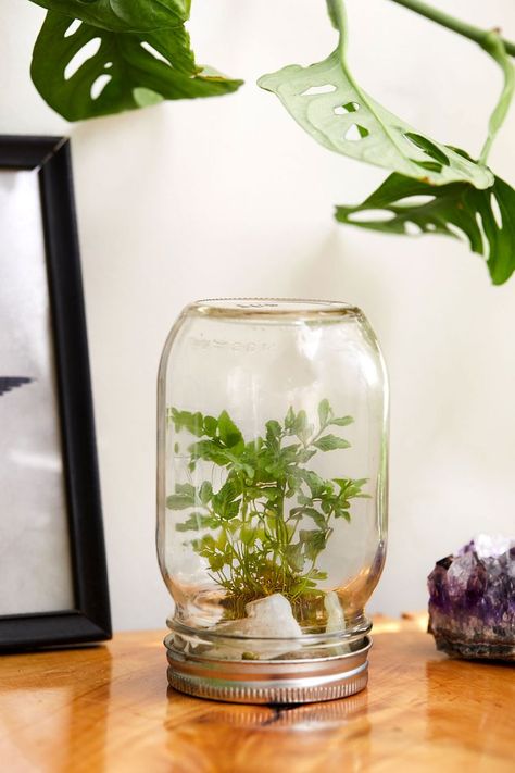 Jar Terrarium Diy, Mini Mason Jar Ideas, How To Make A Terrarium, Homemade Terrarium In A Jar, Mason Jar Ecosystem, Self Sustaining Ecosystem In A Jar, Mason Jar Plants, Mini Ecosystem Diy In A Jar, Mason Jar Terrarium