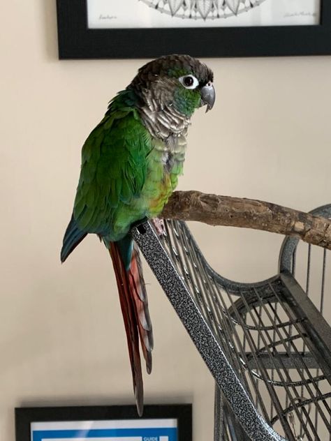 Green Cheek Conure Aesthetic, Green Cheek Conure Drawing, Green Conure, Bird Enclosure, Green Cheeked Conure, Sun Conures, Green Cheek Conure, Conure Parrots, Maned Wolf