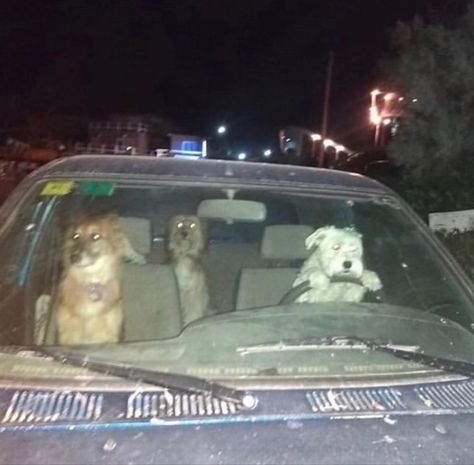 Mood pictures Dogs Driving a car chaotic energy Silly Dogs, 웃긴 사진, Silly Animals, 귀여운 동물, Animal Memes, Cute Funny Animals, Reaction Pictures, A Car, Rats