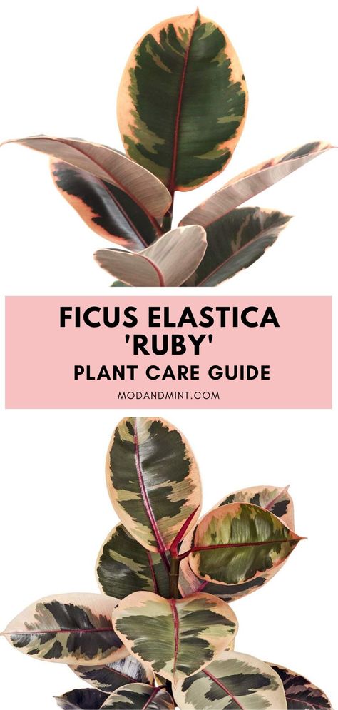 How to care for an indoor Ficus elastica Ruby rubber plant. Get the complete guide on how to keep the beautiful leaves pink, how much light, when to water, how to propagate, and more! modandmint.com Ruby Ficus, Rubber Plant Indoor, Ficus Tree Indoor, Rubber Plant Care, Rubber Tree Plant, Garden Tattoos, Fall Gardening, Plant Care Houseplant, Plants Ideas