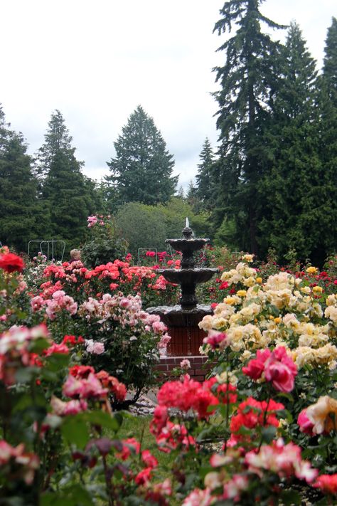 International Rose Test Garden, Portland, Oregon.  Breathe deeply! International Rose Test Garden Portland, Rose Garden Portland Oregon, Portland Rose Garden, File Aesthetic, Oregon Aesthetic, Garden Town, Florence Oregon, Oregon Garden, Town Aesthetic