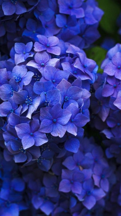 Purple Flowers, Hydrangea, Blue Flowers, Iphone, Purple, Flowers, Green, Blue