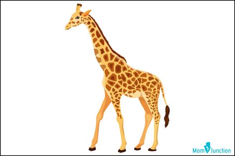 How To Draw A Giraffe: An Easy Step-By-Step Tutorial Girrafe Painting Easy, Cute Giraffe Drawing, Baby Ostrich, Bird Silhouette Art, Rocking Chair Makeover, Aladdin Live, Giraffe Drawing, Avocado Plant, Easy Drawing Steps