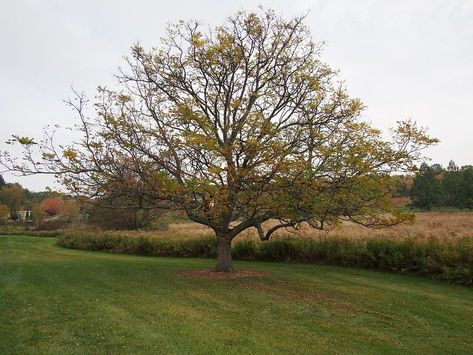 10 Best Trees for Colorado (Ornamental & Functional Types) Native Kentucky Plants, Coffee Bean Tree, Most Beautiful Trees, Kentucky Coffee Tree, Coffee Substitute, Colorado Landscape, Coffee Tree, Arbour Day, Beautiful Trees