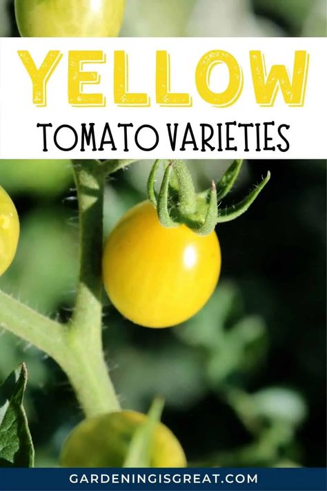 Yellow Tomato Varieties: Tomatoes With Yellow Fruits to Grow | Gardening is Great Fruits To Grow, Yellow Cherry Tomatoes, Yellow Fruits, Cherry Tomato Plant, Tomato Varieties, Growing Organic Tomatoes, Landscaping Projects, Types Of Tomatoes, Yellow Tomatoes