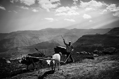 Agriculture in the ethiopian highlands has never changes i… | Flickr Ethiopian Art, Abyssinian, Prayer Book, Art Old, Meeting People, White Photography, Ethiopia, Black And White Photography, Agriculture