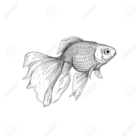 Golden Fish Sketch, Goldfish Line Drawing, Goldfish Drawing Reference, Goldfish Line Art, Fancy Goldfish Drawing, Gold Fish Sketch, Goldfish Sketch, Goldfish Decor, Gold Fish Drawing