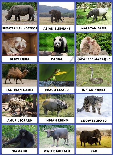 Asian Animals Preschool, Animals Names In English, Sri Lankan Elephant, Asian Animals, Animals List, Most Dangerous Animals, Animals Name In English, Animals Name, Slow Loris