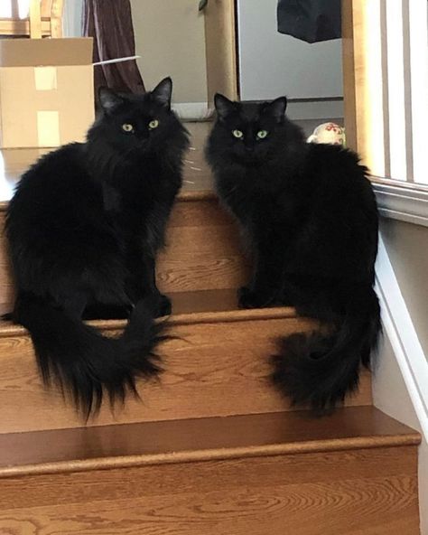 Black Kitty Crew (@blackkittycrew) posted on Instagram • Feb 15, 2021 at 5:53pm UTC Two Black Cats In Love, Two Black Cats, Fluffy Black Cat, Black Kitties, Pet Memes, Cute Black Cats, Perfect Photos, Cat Aesthetic, Cute Kittens