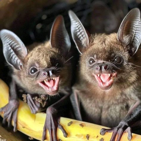 Bat Animal, Baby Bats, Cute Bat, Wild Creatures, Pretty Animals, Silly Animals, Like Animals, Animal Sketches, Cute Little Animals