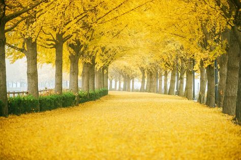 @travelgram_korea on Instagram: “We have pink cherry blossoms in spring and yellow gingko leaves in fall! Asan Gokgyocheon Ginkgo road has put on bright yellow "clothes" to…” Gingko Tree, Yellow Road, Tree Road, Gingko Leaves, Spring Breeze, Yellow Springs, Landscape Pictures, Green Nature, Photo Essay