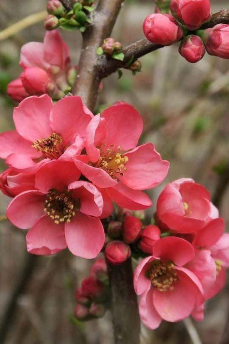 Chaenomeles Japonica, Blooming Shrubs, Japanese Quince, First Flowers Of Spring, Upper Egypt, Flowering Quince, Asian Flowers, Yellow Fruit, Japanese Flowers